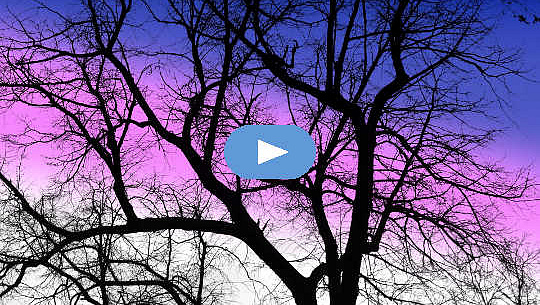 et hårdttræ om vinteren med en lilla himmel i baggrunden