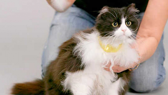 Le mystère du miaulement pourrait-il être résolu par un nouveau collier de chat parlant?