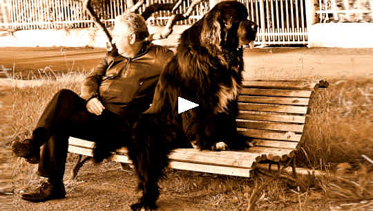 ผู้ชายกับสุนัขของเขาหันหน้าเข้าหากันนั่งบนม้านั่งในสวนสาธารณะ
