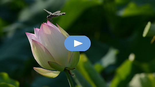 trollslända svävar över en lotusblommaknopp.