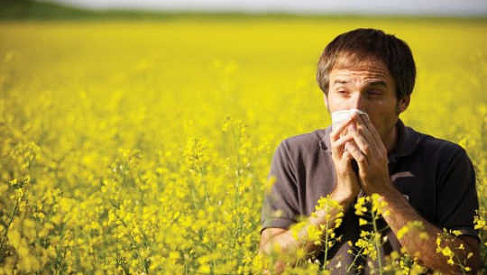 Vad är länken mellan höst feber och astma, och hur behandlas de?