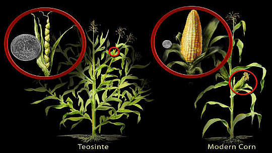 Le maïs cultivé moderne a été domestiqué à partir du téosinte, une herbe ancienne, sur plus de 6,000 années à travers la reproduction conventionnelle. Nicole Rager Fuller, Fondation nationale des sciences