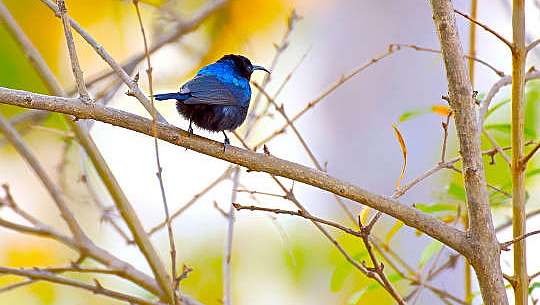 um pássaro azul sentado em um galho
