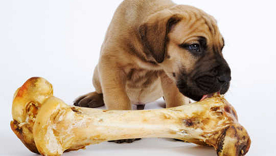 Bạn có nên cho thú cưng ăn thịt sống? Những rủi ro thực sự của chế độ ăn cho chó 'truyền thống'