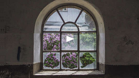 ดอกไม้ป่าที่มองเห็นผ่านกระจกที่แตกของหน้าต่างโบสถ์