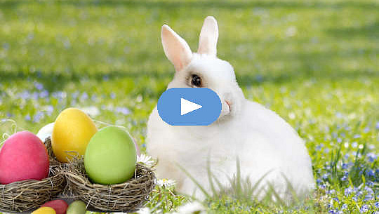 Biały królik z kolorowymi jajkami w gniazdach.