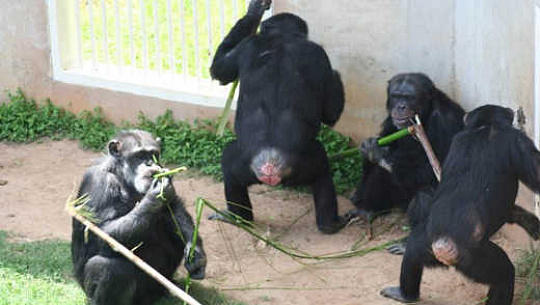 Chimps Prefer Teamwork Over Competition Like Some People
