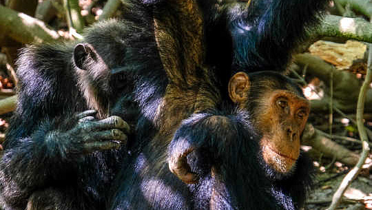 schimpanser som vårdgivare 2 12