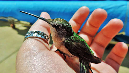 seekor burung kolibri beristirahat di tangan seseorang yang terbuka