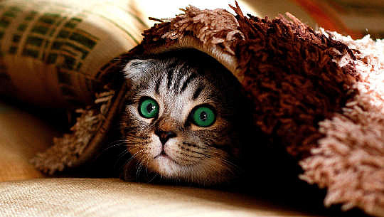 un gatto con gli occhi spalancati nascosto sotto un tappeto