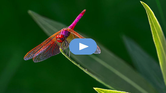 libélula dardo de color púrpura