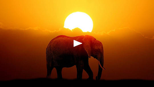 فیل در حال راه رفتن در مقابل خورشید در حال غروب