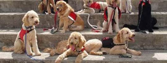 NEADS Puppies Gratis veteranen van PTSS