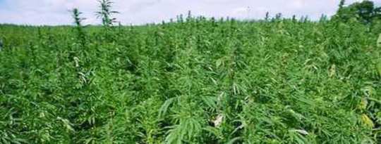Tentang Cannabis: Perannya dalam Pengobatan Herbal, Politik, Sains, dan Budaya
