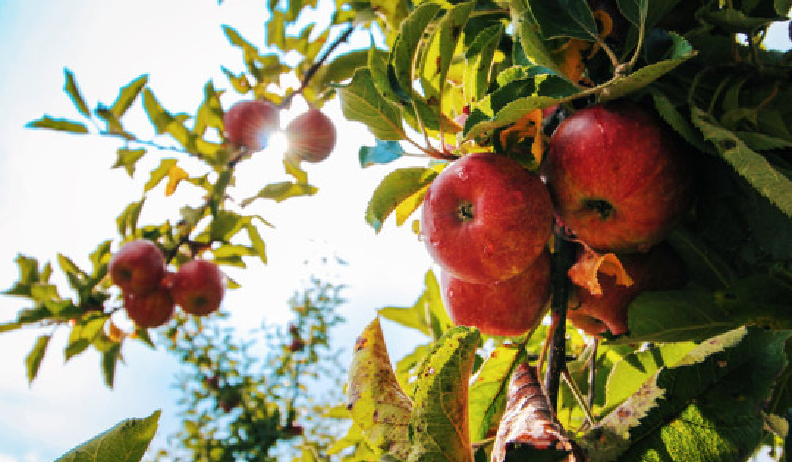 Як яблуко стало забороненим плодом