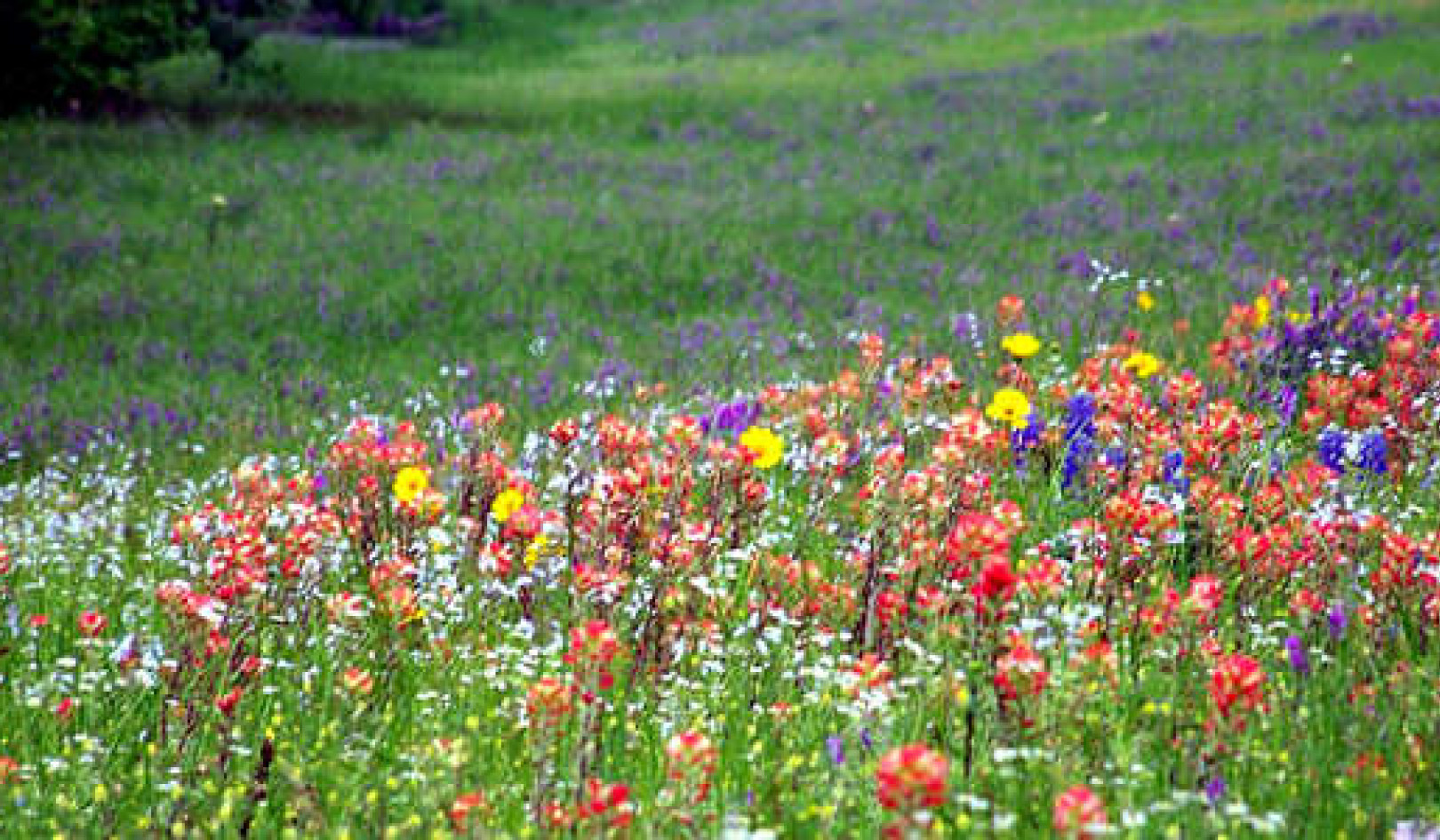 غاية الحياة تتجاوز خرافات المساعدة الذاتية