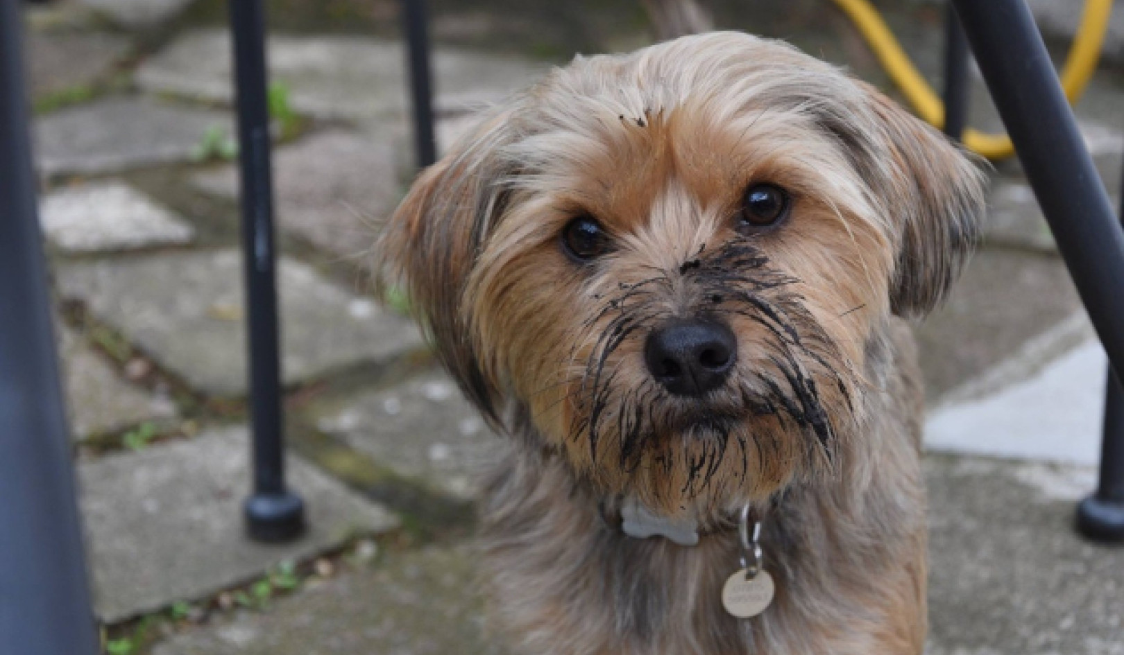 The Dog as an Ecosystem: A New Path to Canine Wellness