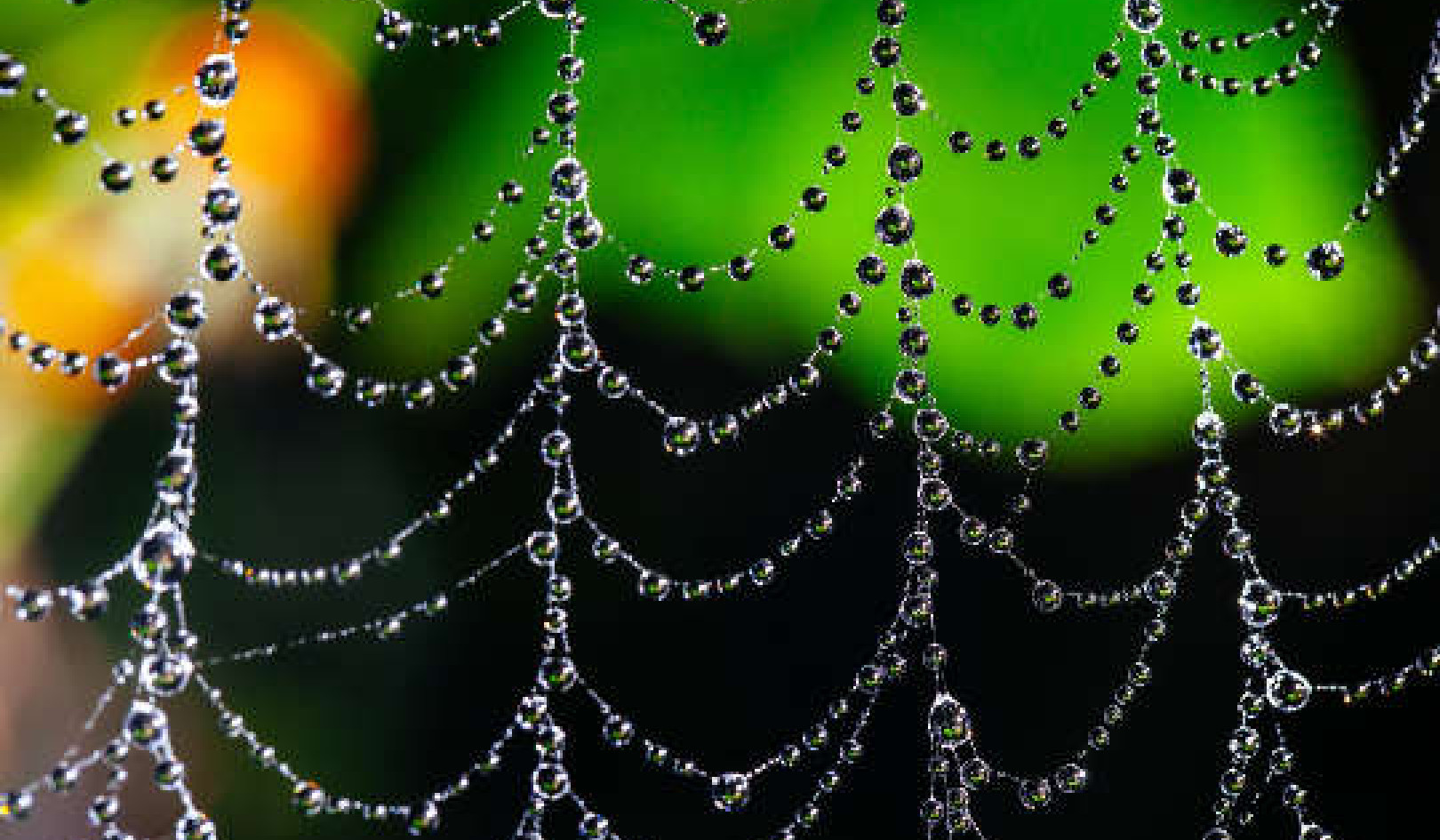Wat kan ons leer uit ons vrees vir spinnekoppe?