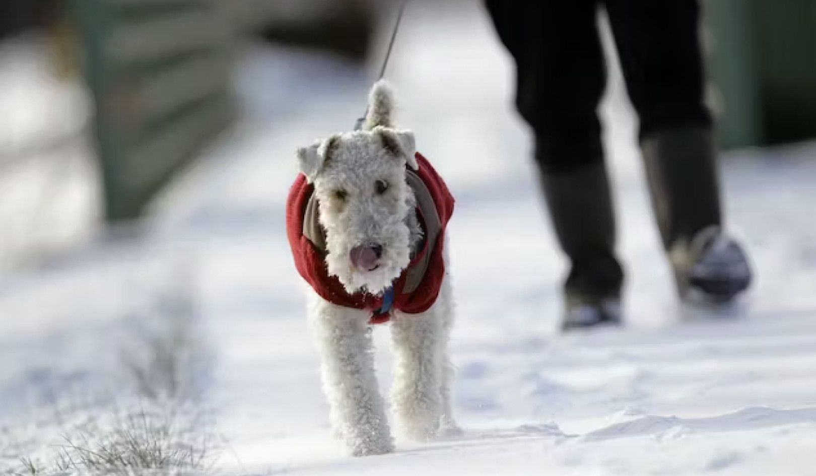 Cuidados com cães no inverno: dicas para manter seu animal de estimação aquecido e seguro