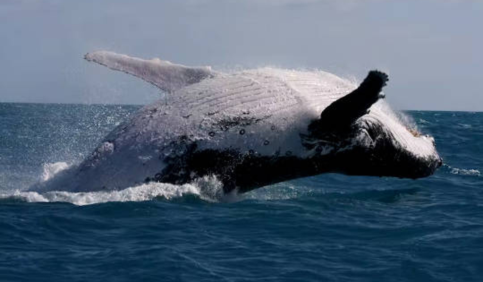 Pourquoi les baleines à bosse chantent moins et se battent plus