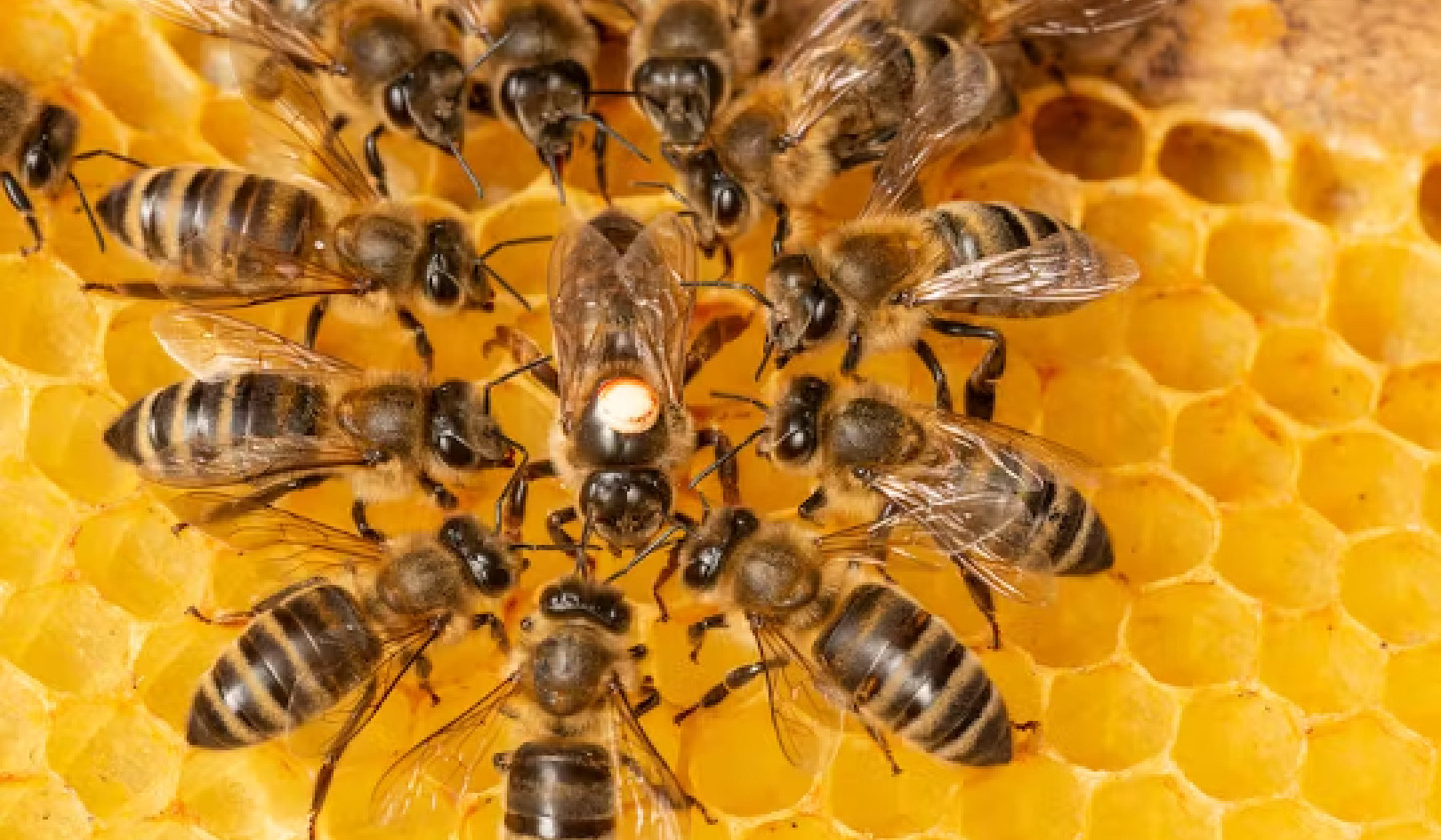 Perché le api sono sorprendentemente brave a prendere decisioni