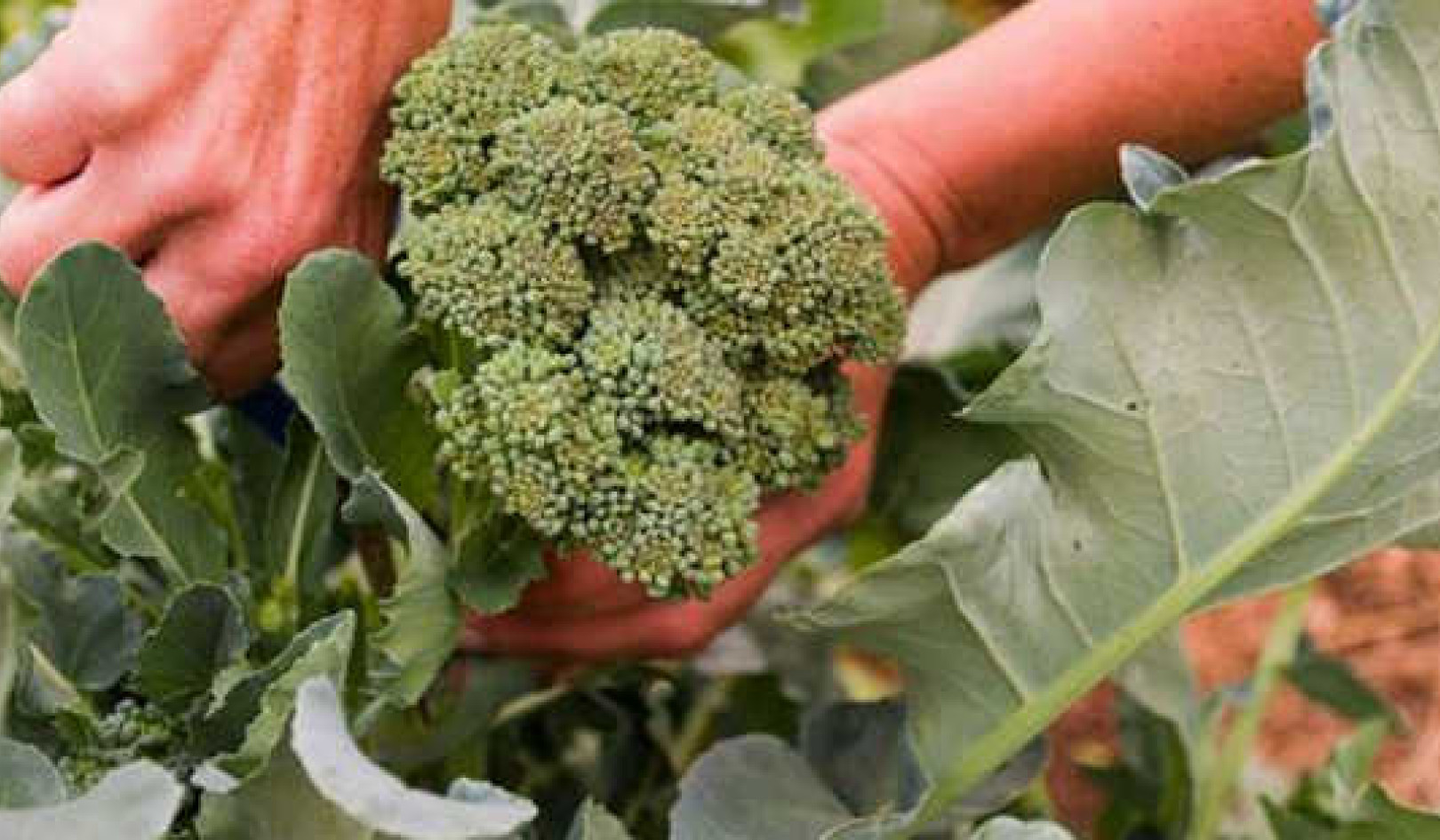 Brokkoli kann helfen, Erkältungen und Virusinfektionen vorzubeugen