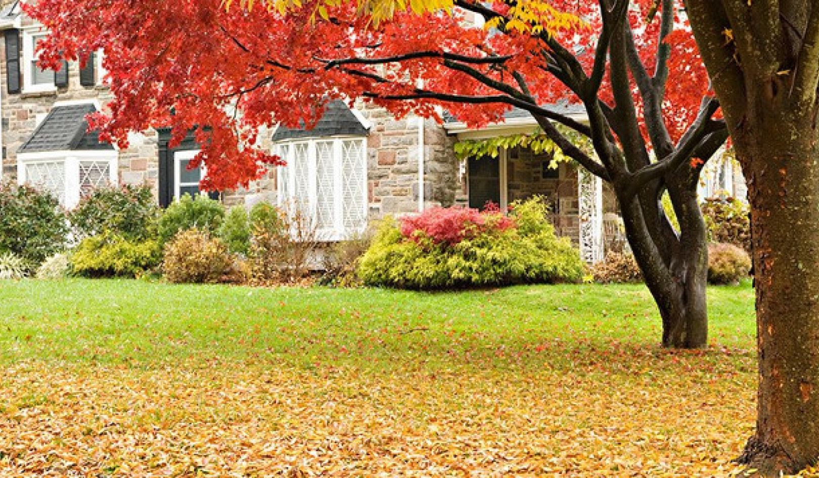 Những chiếc lá mùa thu: Bí quyết để có một bãi cỏ xanh hơn, khỏe mạnh hơn