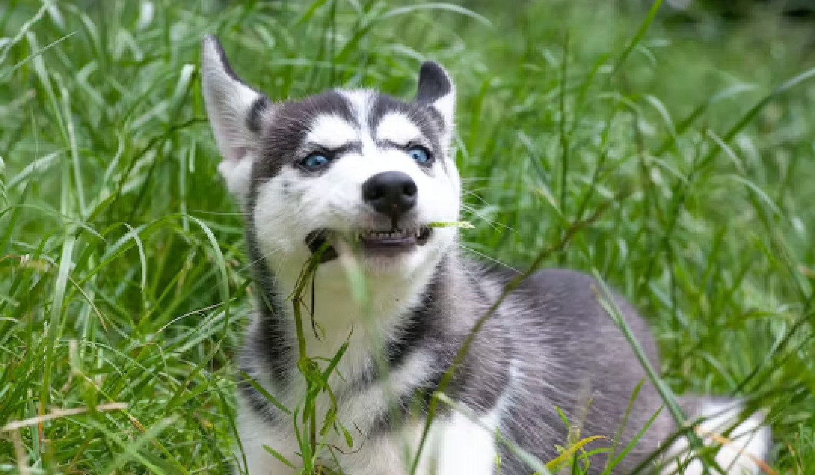 لماذا يأكل كلبي العشب؟ كشف الغموض