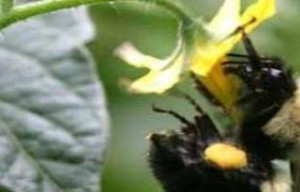 Impact of Pollinator Decline on Food Security
