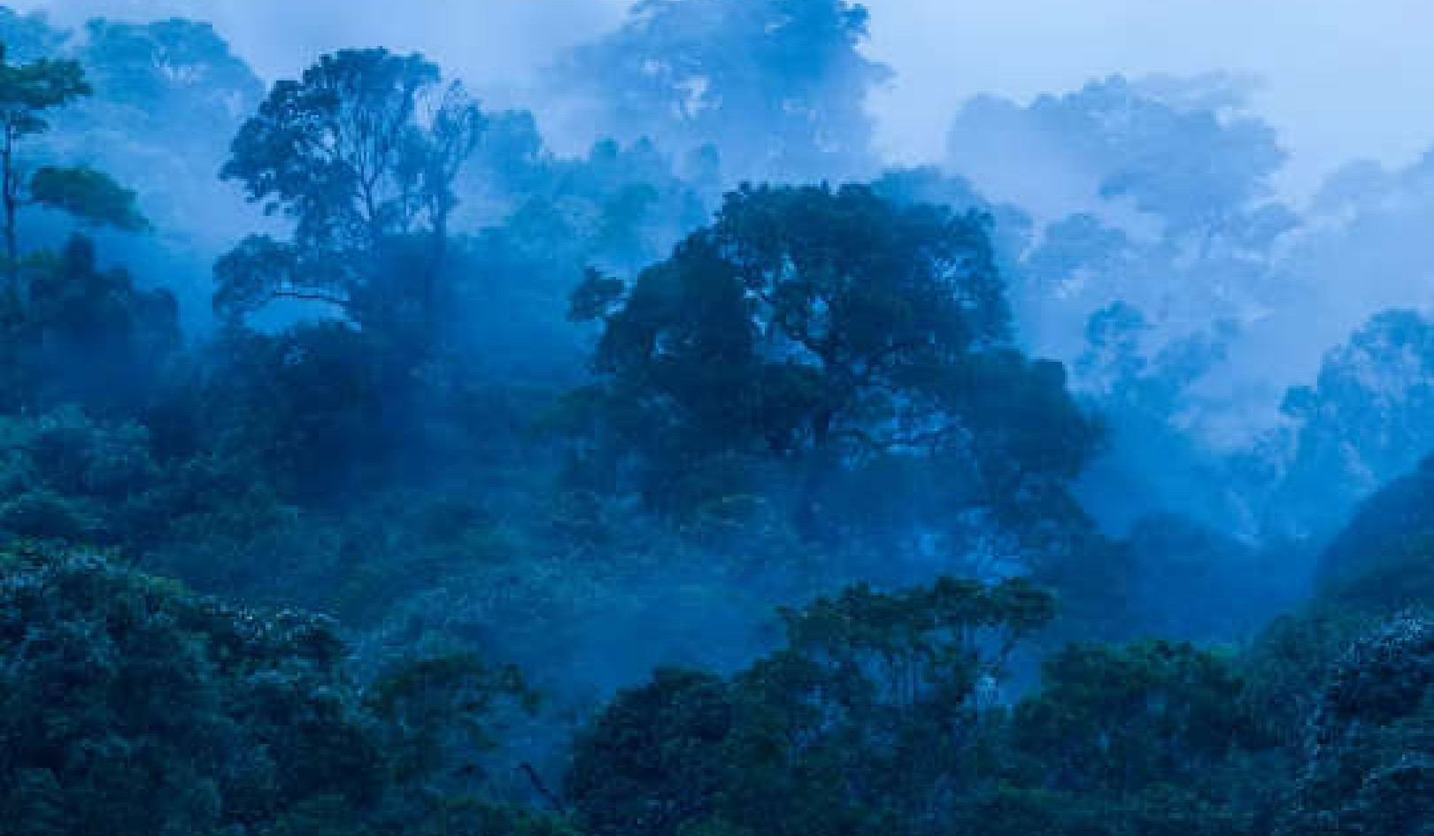 اشنکٹبندیی علاقوں میں جنگلات موسمیاتی تبدیلی سے نمٹنے کے لیے اہم ہیں۔