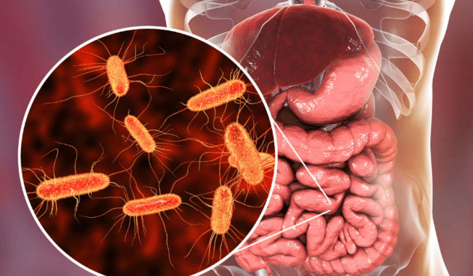 Your Second Brain: A Warm, Practical Guide to the Gut Microbiome