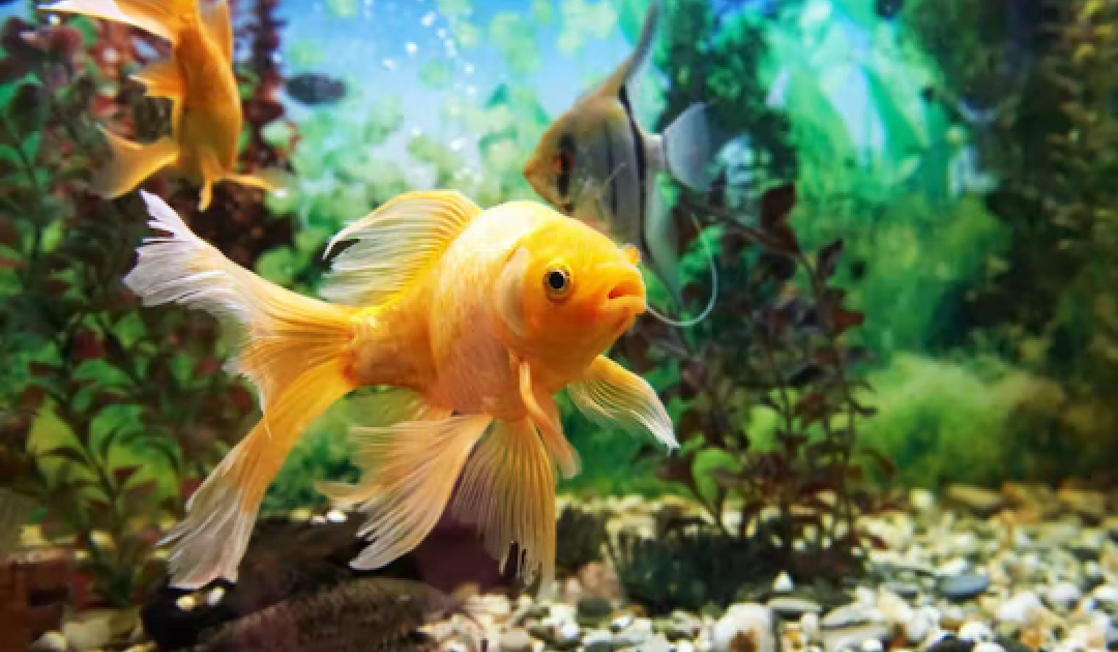 Sind die Fische in Ihrem Aquarium glücklich? Hier ist, wie Sie sagen können