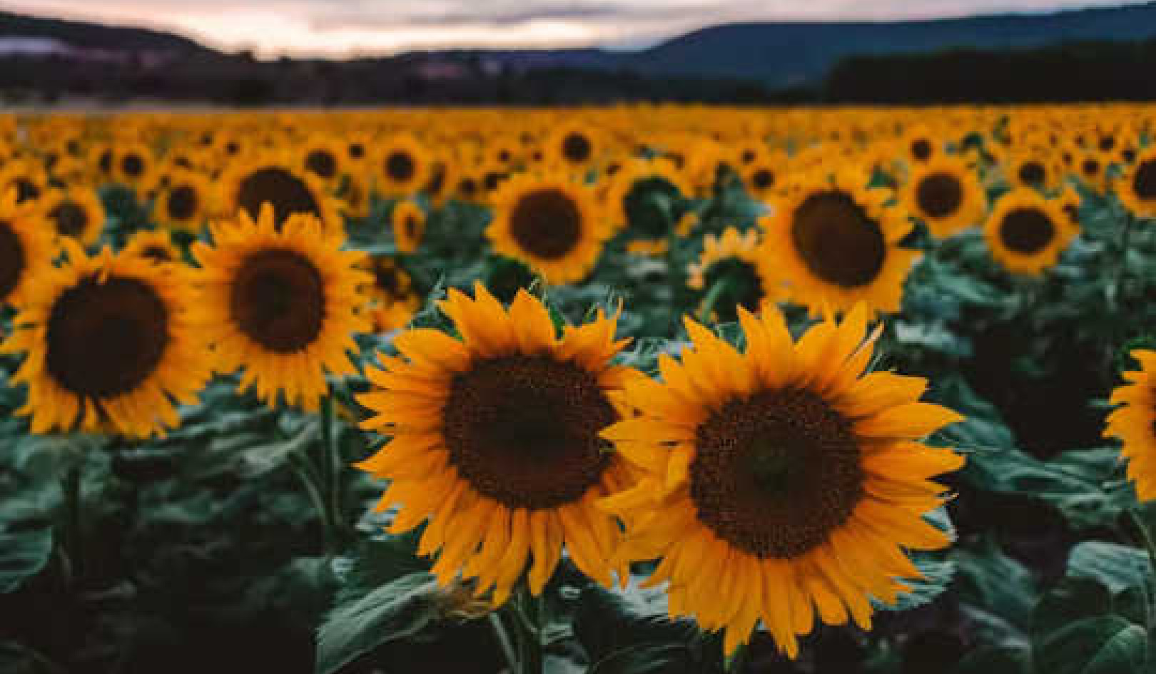 Ang Lihim na Mga Kulay ng Ultraviolet Ng Sunflower ay Nakakaakit ng mga Pollinator At Nag-iingat ng Tubig