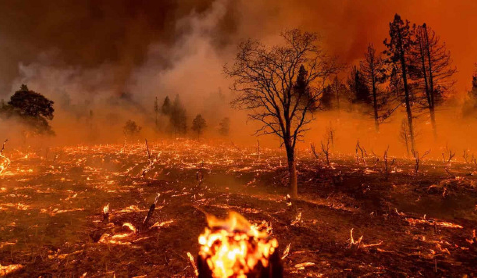 Tips Teratas untuk Tetap Aman Selama Musim Kebakaran Hutan 2024