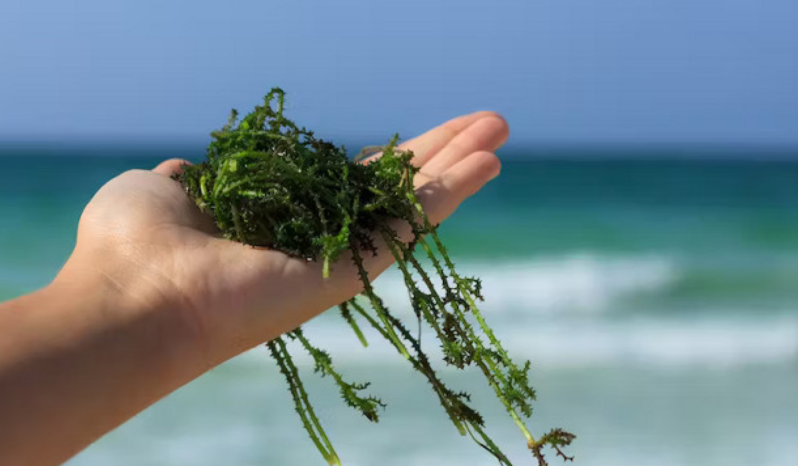 Ang Nakalimutang Seaweed Legacy ng Europe