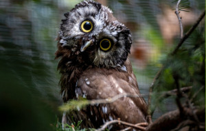 Astrologisk oversikt og horoskop: 2. - 8. februar 2026