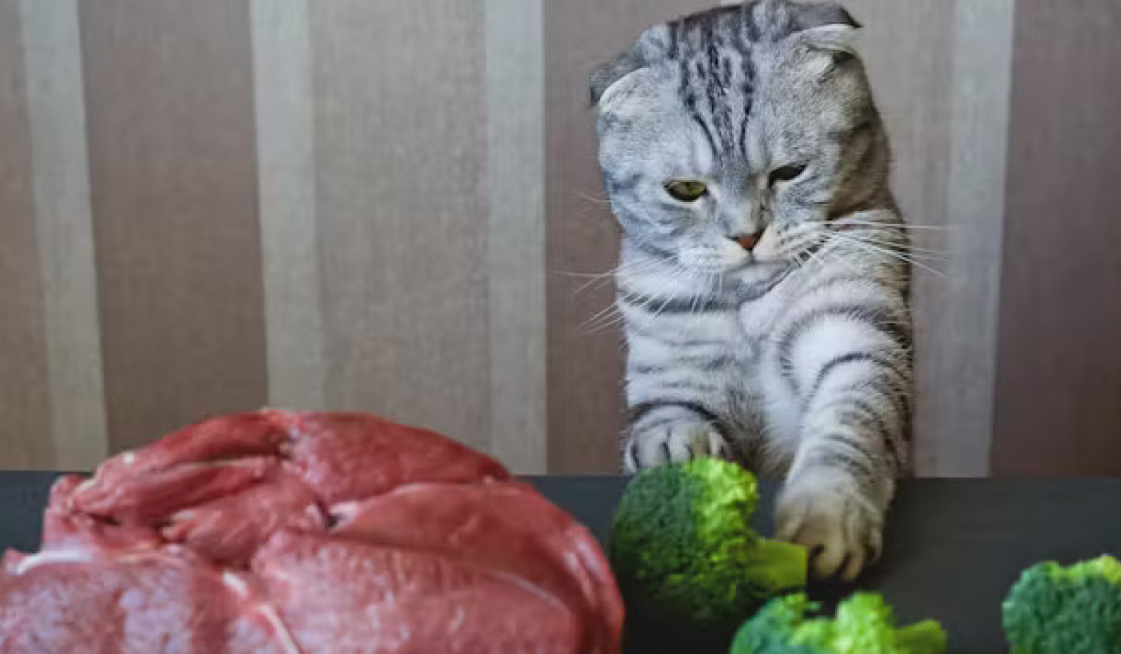 ปลอดภัยจริงหรือไม่ที่จะให้อาหารแมวของคุณด้วยอาหารมังสวิรัติ