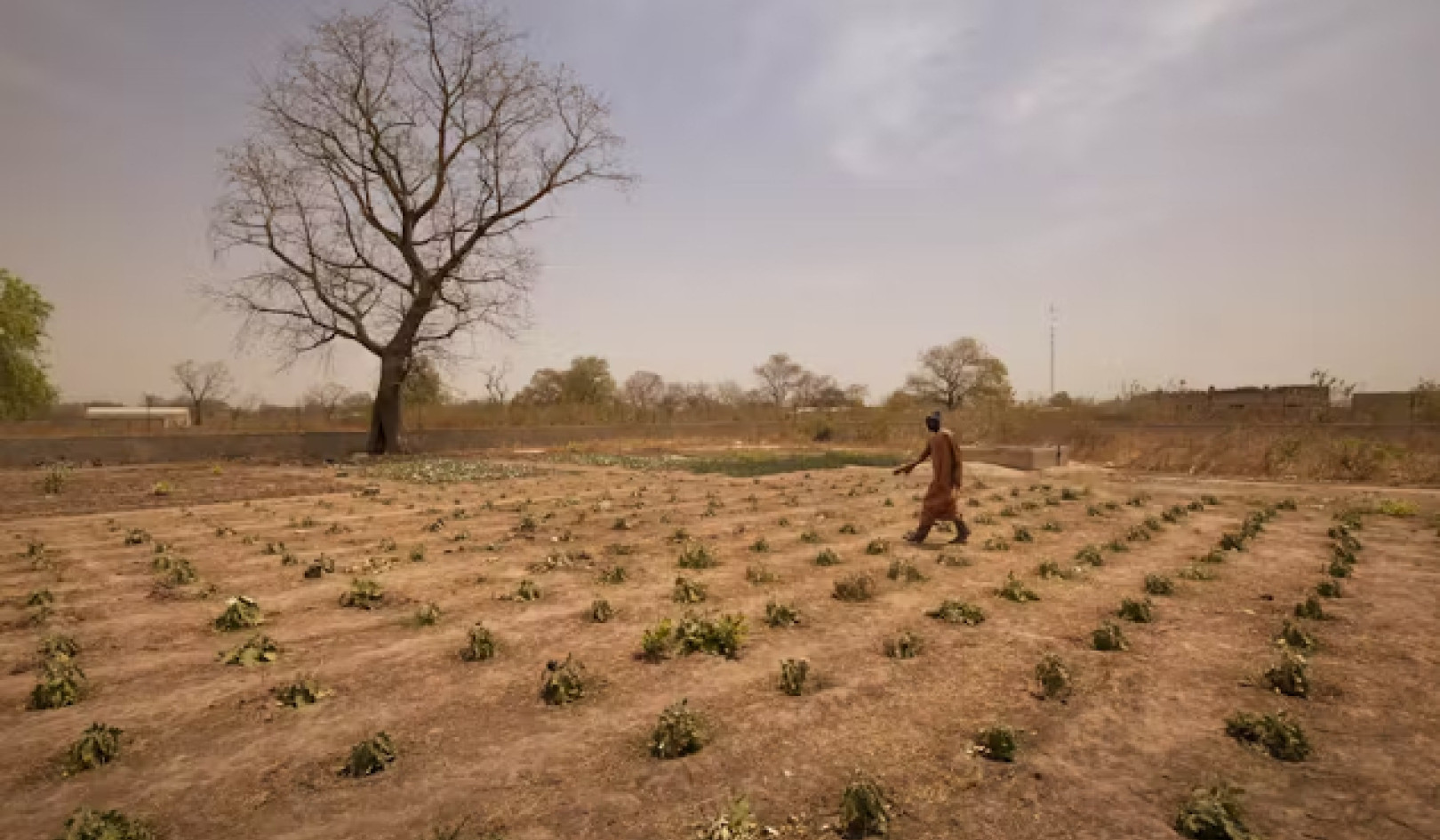 Hoe boeren in de Sahel gewassen verbouwen met weinig tot geen water