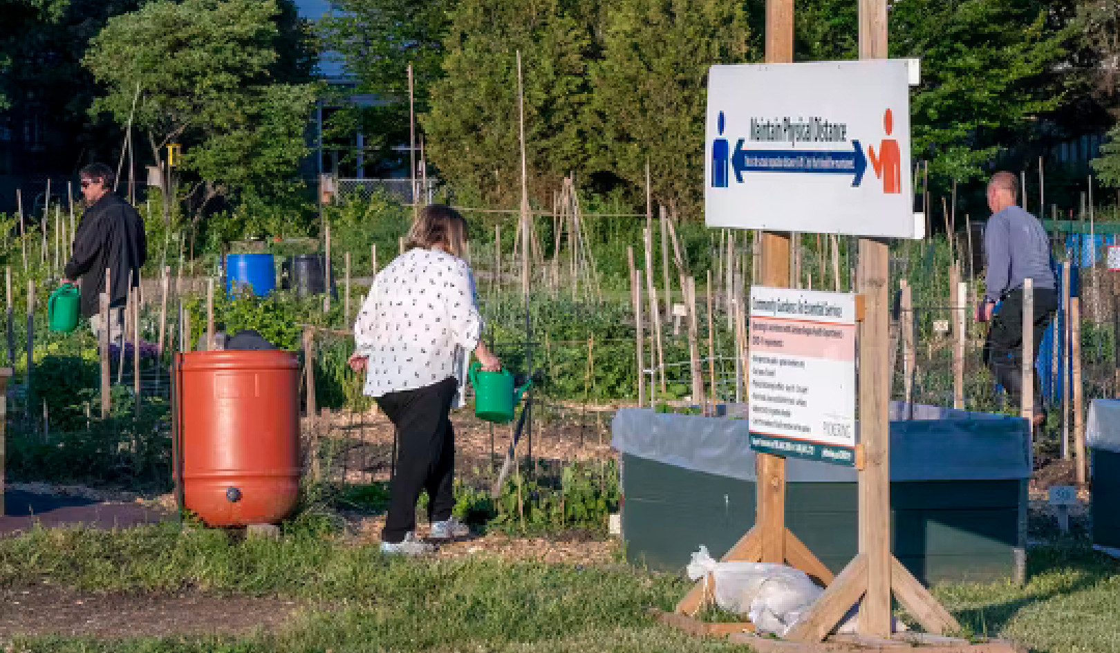 Jakie miejskie ogrody warzywne produkują więcej niż tylko jedzenie?