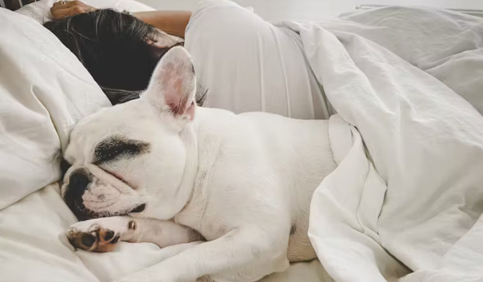 Paradoja de las mascotas: cómo compartir una habitación afecta el sueño