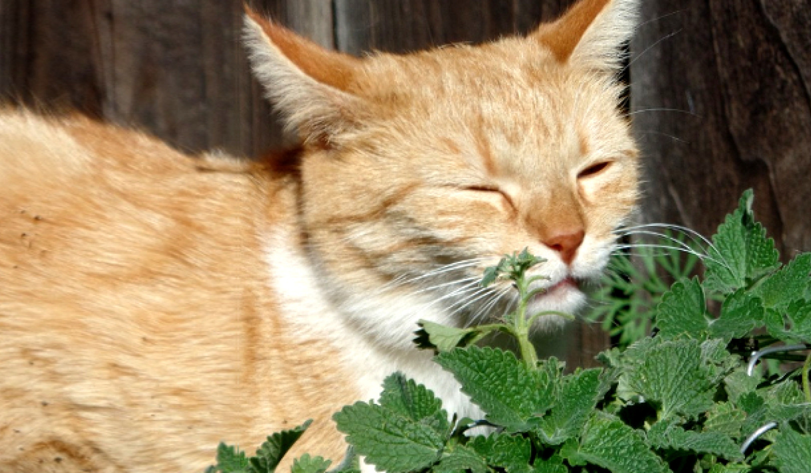 En naturlig insektavstøtende oppskrift: Til og med katten din kan like det