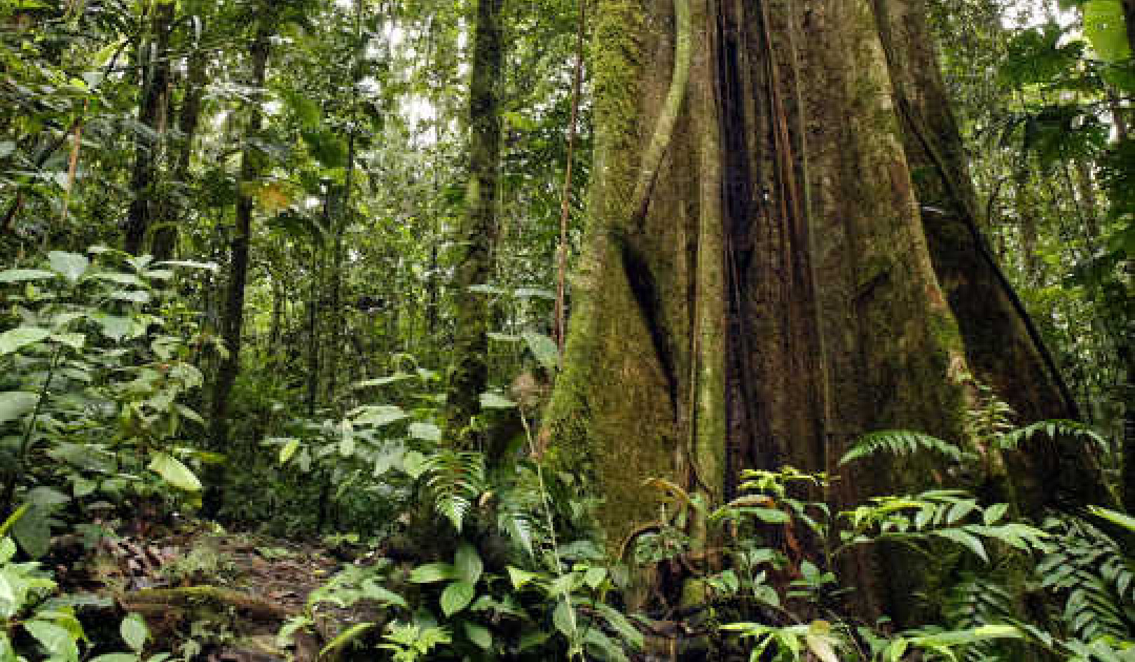 Staat het Amazone-regenwoud op instorten?