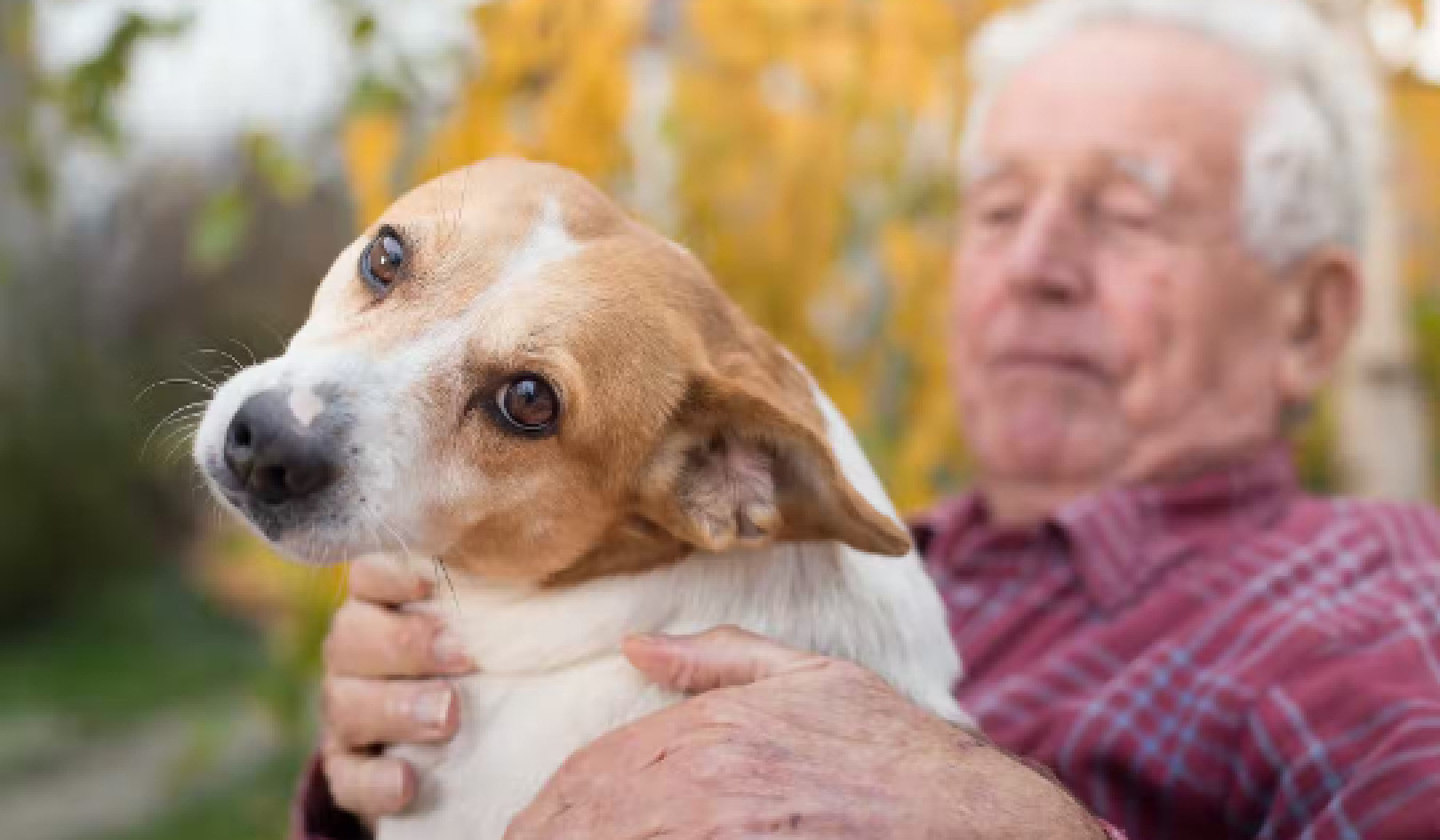 Why Mourning a Pet Can Be Harder than Grieving for a Person