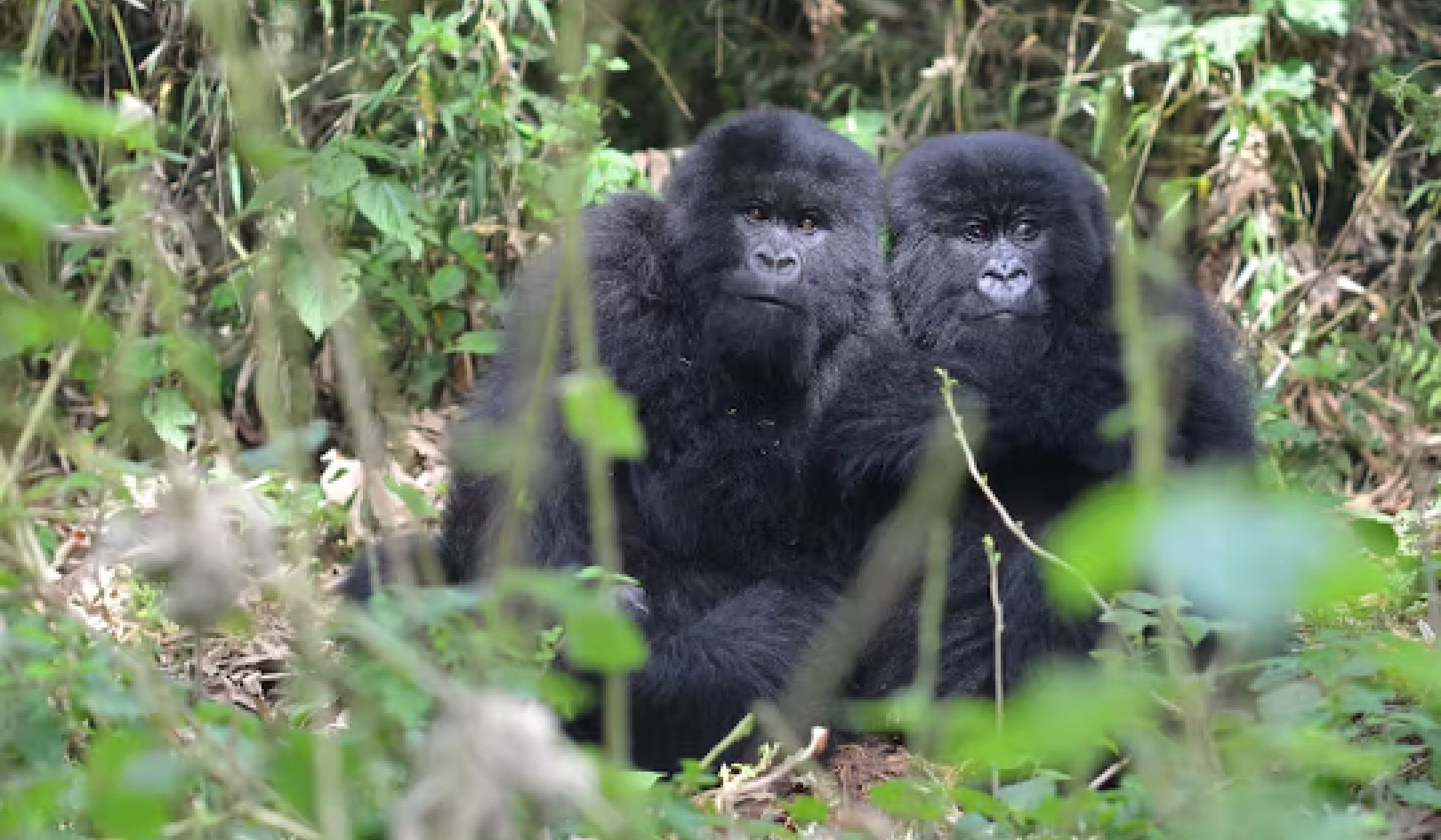 Berkembang dalam Menghadapi Kesulitan: Gorila Tangguh Mengungkapkan Petunjuk tentang Mengatasi Kemalangan Masa Kecil