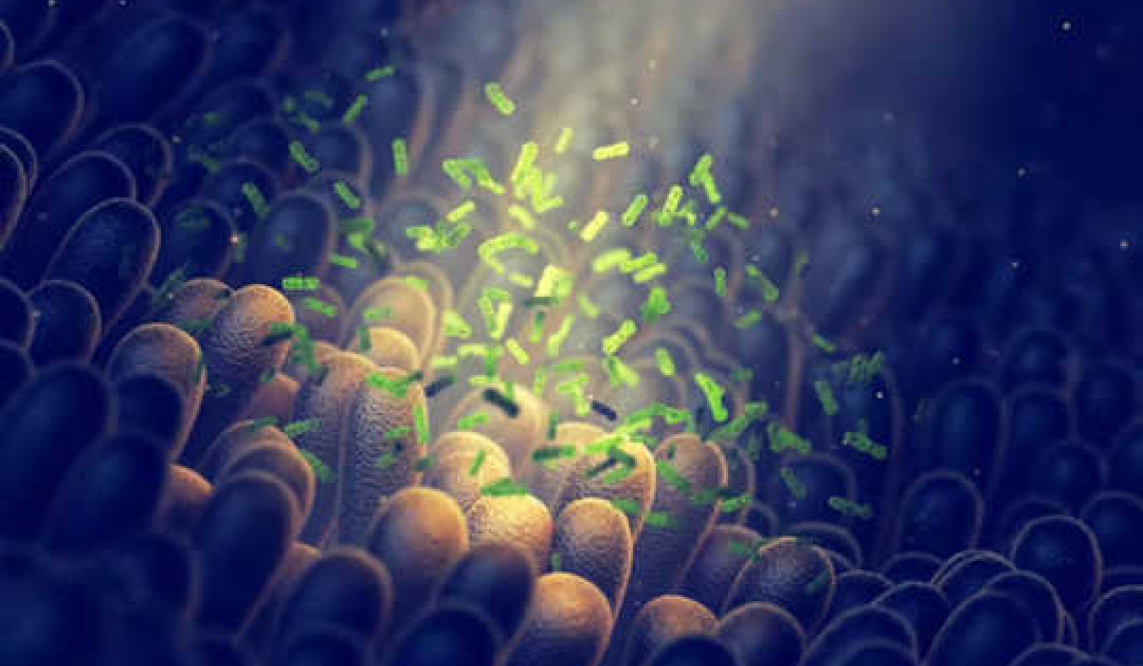 益生菌如何幫助調節我們的免疫系統