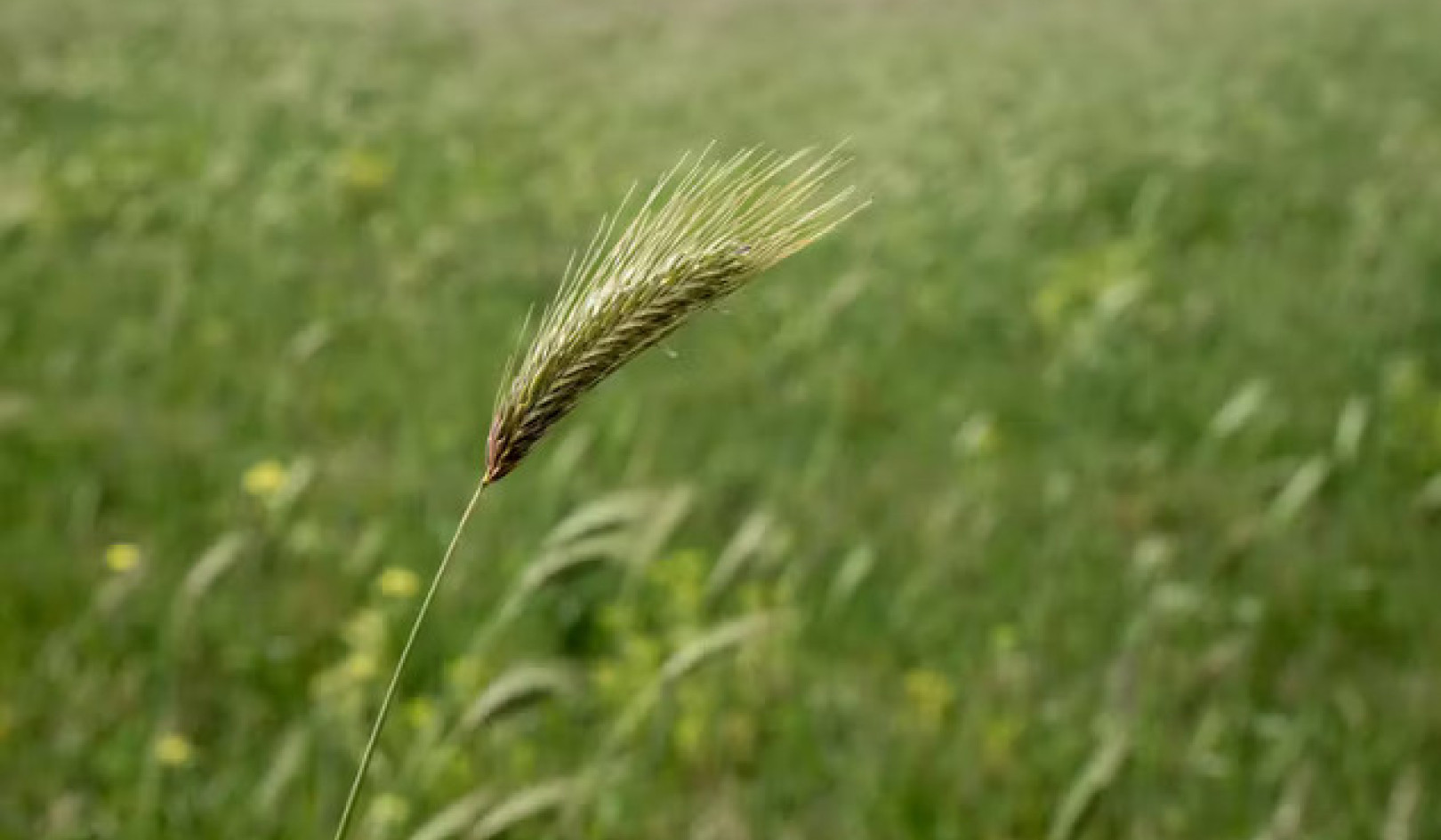 Strąki z nasionami wyczyńca: chroń swoje zwierzęta przed letnim zagrożeniem