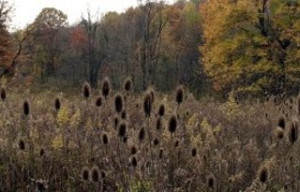 The Power of Sowing Positive Thoughts and Actions