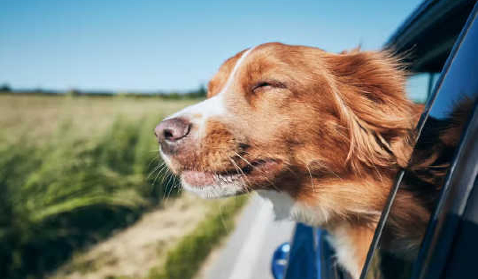 5 Perkara Yang Perlu Dipertimbangkan Sebelum Mendapatkan Anjing