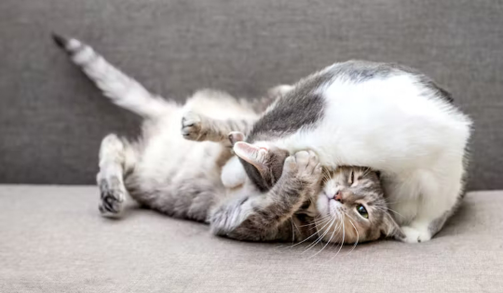 6 manieren om te zien of uw katten vechten of spelen