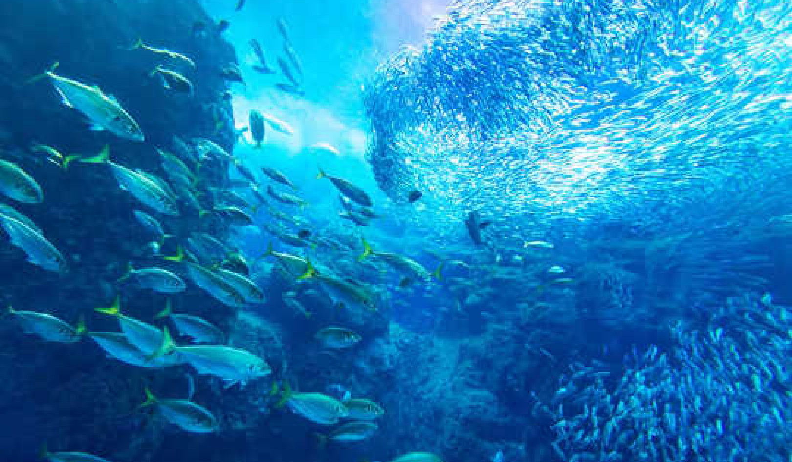 Die Gesundheit des Ozeans hängt von der Wirtschaft und der Idee von Infinity Fish ab